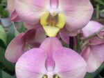 Phalaenopsis PH 353