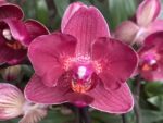 Phalaenopsis PHM 093/1 Red Lion peloric butterfly