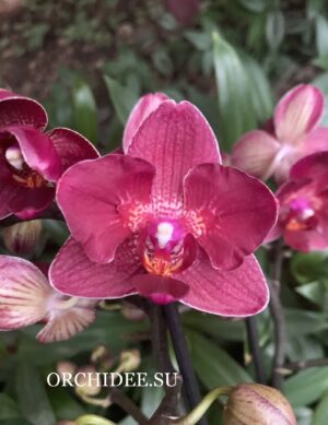 Phalaenopsis PHM 093/1 Red Lion peloric butterfly