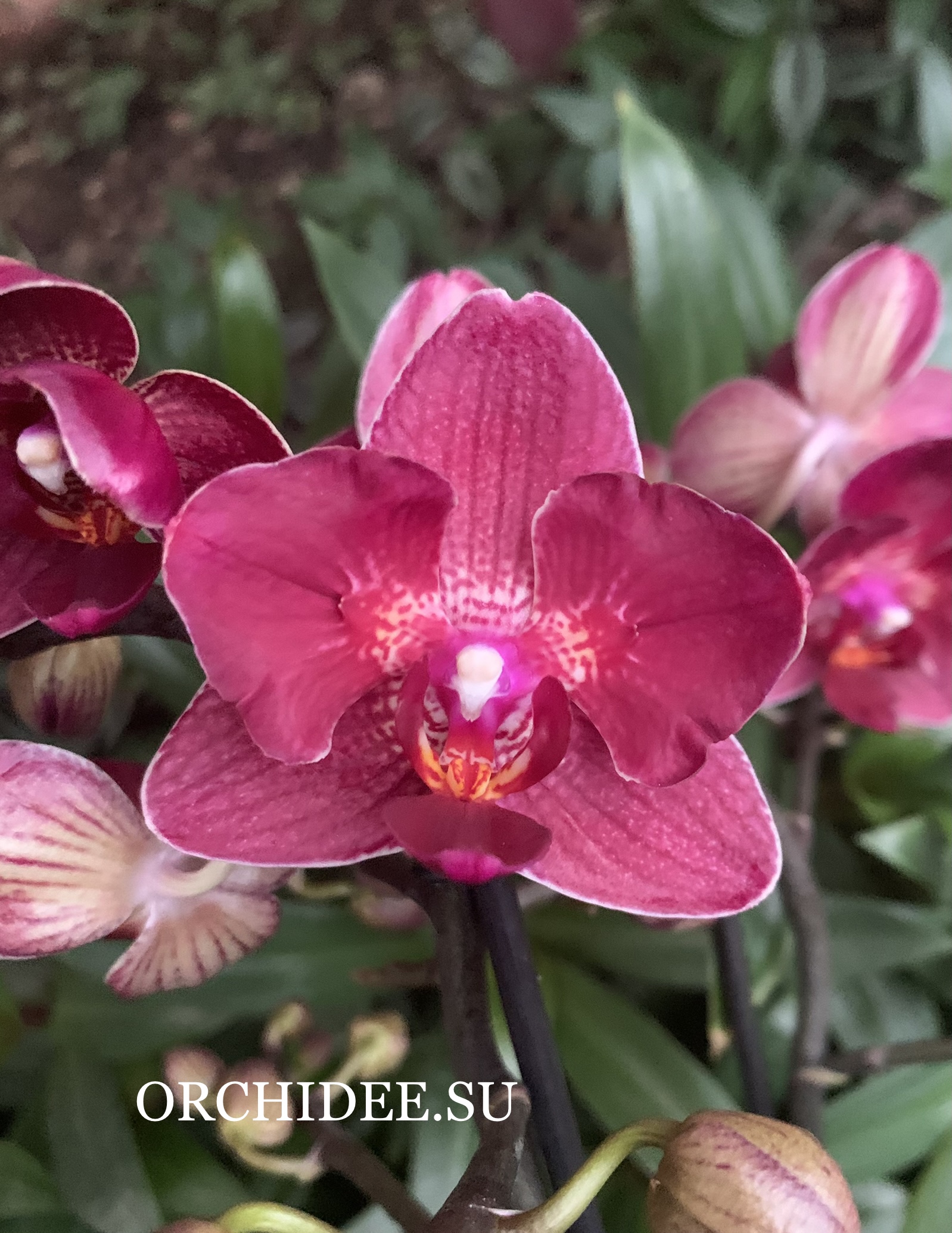 Phalaenopsis PHM 093/1 Red Lion peloric butterfly