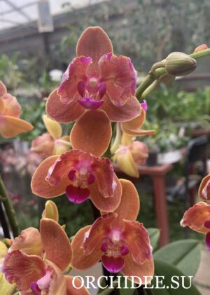 Phalaenopsis PHM 095/2 Paprika peloric butterfly