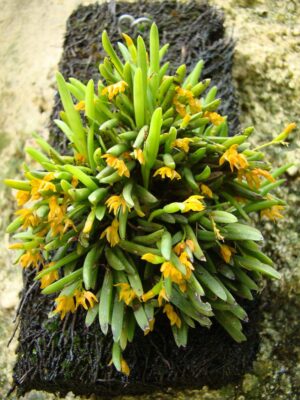 Pleurothallis sonderiana