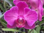 Phalaenopsis PP 015 peloric butterfly