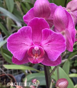 Phalaenopsis PP 015 peloric butterfly