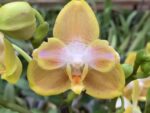Phalaenopsis PP 016 peloric