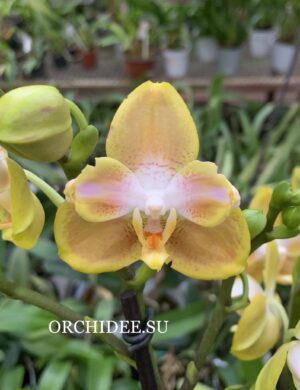 Phalaenopsis PP 016 peloric