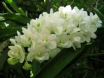 Rhynchostylis gigantea white