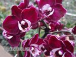 Phalaenopsis PHM 167 Yuka