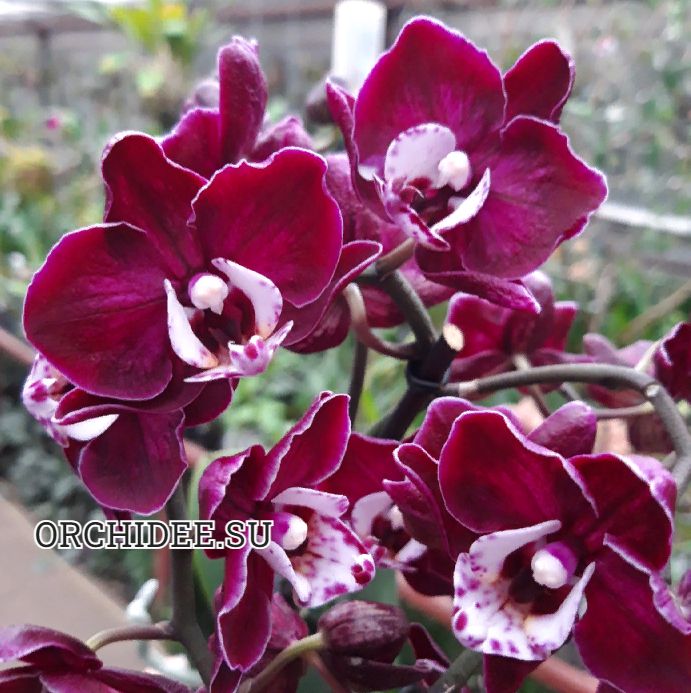 Phalaenopsis PHM 167 Yuka