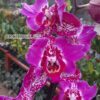 Phalaenopsis PP 017 Binti butterfly peloric