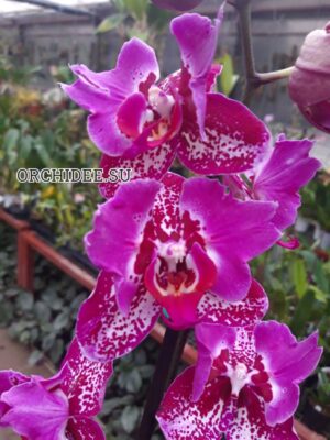 Phalaenopsis PP 017 Binti butterfly peloric