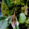 Restrepia tsubotae