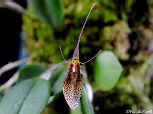 Restrepia tsubotae