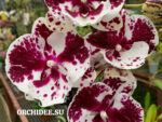 Phalaenopsis PH 358 Chocolate tipe Big Lip