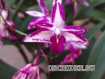 Dendrobium kingianum splash
