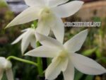 Dendrobium White Grace 'Sato'