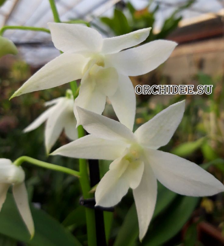 Dendrobium White Grace 'Sato'