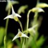 masdevalliaminuta1