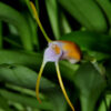 masdevalliapaiveana