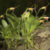 Masdevallia paivaeana