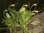Masdevallia paivaeana