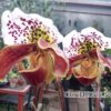 paphiopedilumamericanhybrid0121