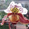 Paphiopedilum American hybrid 012
