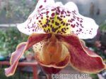 Paphiopedilum American hybrid 012