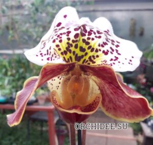 Paphiopedilum American hybrid 012