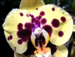 Phalaenopsis PH 356