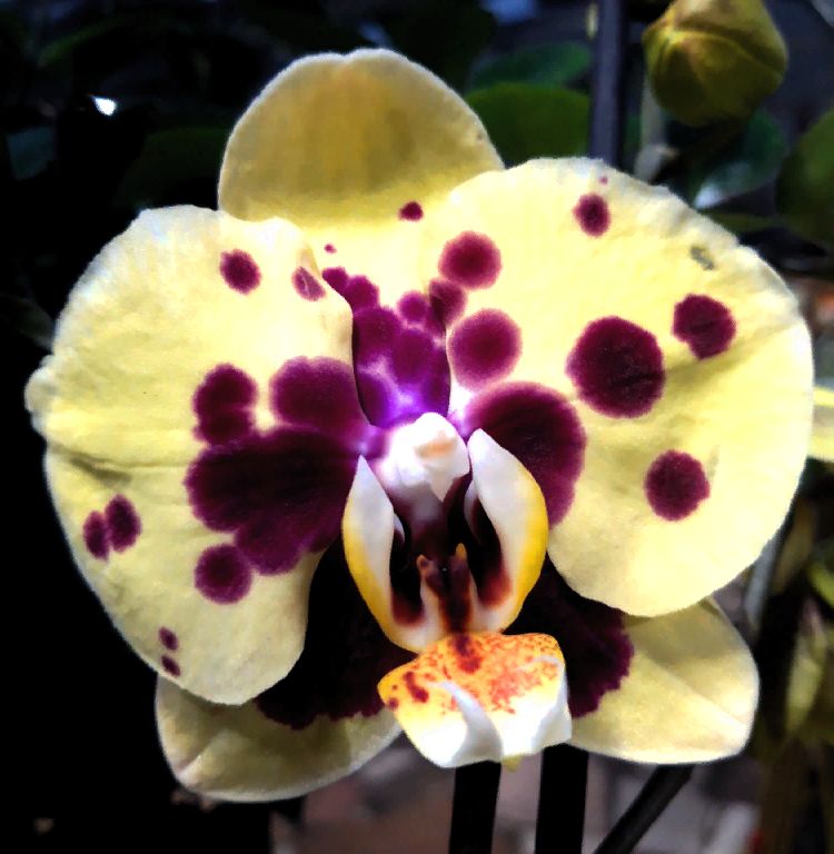 Phalaenopsis PH 356