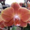 Phalaenopsis PH 357