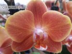 Phalaenopsis PH 357