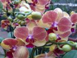 Phalaenopsis PHM 168
