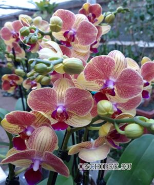 Phalaenopsis PHM 168