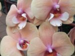 Phalaenopsis PH 359 Big Lip