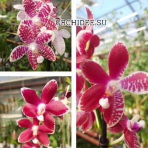 Phalaenopsis (amabilis x tetraspis) x tetraspis C1