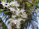 Dendrobium crumenatum