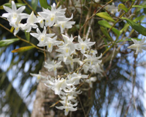 Dendrobium crumenatum