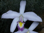 Laelia anceps var.sanderiana