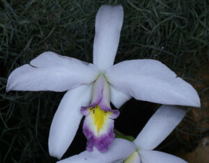 Laelia anceps var.sanderiana