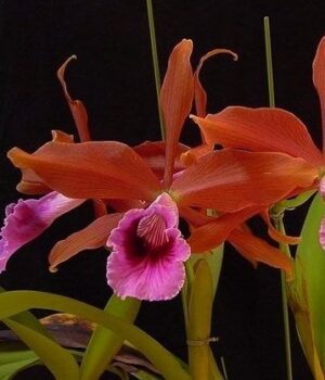 Laelia tenebrosa 'Surpresa' x self