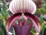 Paphiopedilum curtisii