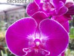 Phalaenopsis PH 361 Big Lip