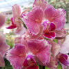 Phalaenopsis PHA 002/1 Pirate Picotee Butterfly peloric