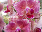 Phalaenopsis PHA 002/1 Pirate Picotee Butterfly peloric