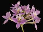 Epidendrum Miura Valley