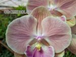 Phalaenopsis PH 362 Big Lip