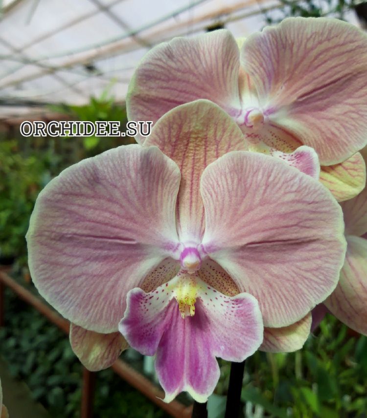 Phalaenopsis PH 362 Big Lip