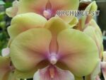 Phalaenopsis PH 363 Big Lip